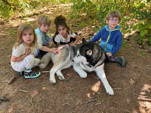 Our black mixed breed dog Callie laying down in the woods!